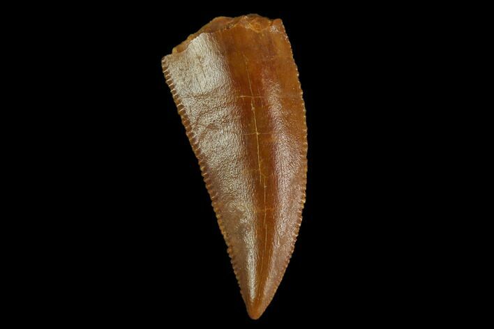 Serrated, Raptor Tooth - Real Dinosaur Tooth #130355